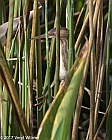 Veryl Witmer, Least Bittern, Green Cay Wetlands, Palm Beach Co., FL