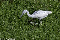 Veryl Witmer, Little Blue Heron, Green Cay Wetlands, Palm Beach Co., FL