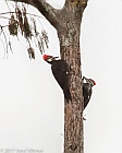 Veryl Witmer, Pileated Woodpecker, Loxahatchee NWR, Palm Beach County, FL