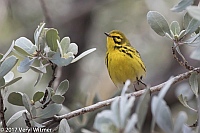 Veryl Witmer, Prairie Warbler, Maurice Gibb Memorial Park, South Beach, FL