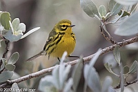 Veryl Witmer, Prairie Warbler, Maurice Gibb Memorial Park, South Beach, FL