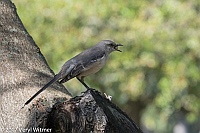 Veryl Witmer, Northern Mockingbird, Belle Isle Park, Miami, FL