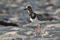 Florida, Jupiter Island, Ruddy Turnstone