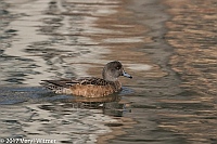Veryl Witmer, American Wigeon (f), The Meer, Central Park, New York, NY