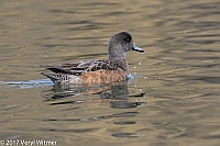Veryl Witmer, American Wigeon (f), The Meer, Central Park, New York, NY
