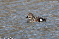 Veryl Witmer, Gadwall, The Meer, Central Park, New York, NY