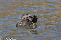 Veryl Witmer, Gadwall, The Meer, Central Park, New York, NY