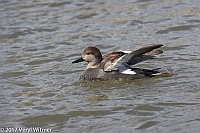 Veryl Witmer, Gadwall, The Meer, Central Park, New York, NY