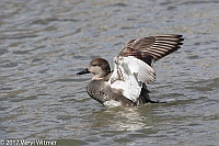 Veryl Witmer, Gadwall, The Meer, Central Park, New York, NY