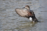 Veryl Witmer, Gadwall, The Meer, Central Park, New York, NY