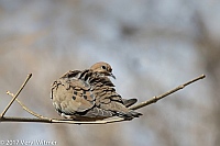 Veryl Witmer, Mourning Dove, The Ramble, Central Park, New York, NY