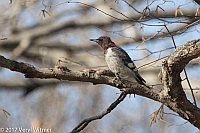 Veryl Witmer, Red-headed Woodpecker, Central Park, New York, NY