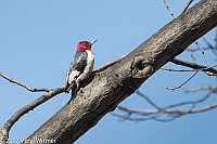 Veryl Witmer, Red-headed Woodpecker, Central Park, New York, NY