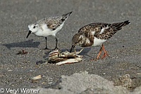 Crab, Florida, Jupiter Island, Ruddy Turnstone, Sanderling