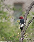 Veryl Witmer, Red-headed Woodpecker, Central Park, New York, NY