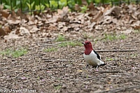 Veryl Witmer, Red-headed Woodpecker, Central Park, New York, NY