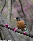 Veryl Witmer, American Robin, Central Park, New York, NY