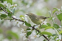 Veryl Witmer, Orange-crowned Warbler, Central Park, New York, NY