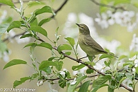 Veryl Witmer, Orange-crowned Warbler, Central Park, New York, NY