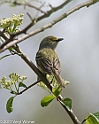 Veryl Witmer, White-eyed Vireo, Central Park, NY