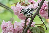 Veryl Witmer, Black-and-white Warbler, Central Park, New York, NY