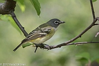Veryl Witmer, Blue-headed Vireo, North Woods, Central Park, New York, NY