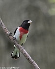 Veryl Witmer, Rose-breasted Grosbeak, Central Park, New York, NY