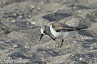 Florida, Jupiter Island, Sanderling