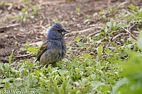 Veryl Witmer, Blue Grosbeak, Battery Park, New York City, NY