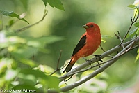 Veryl Witmer, Scarlet Tanager, The Ramble, Central Park, New York City, NY