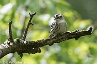 Veryl Witmer, Black-and-white Warbler, The Ramble, Central Park, NYC, NY