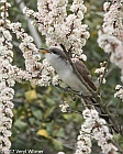 Veryl Witmer, Yellow-billed Cuckoo, Fire Island, Suffolk County, NY