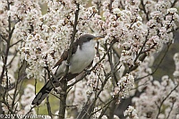 Veryl Witmer, Yellow-billed Cuckoo, Fire Island, Suffolk County, NY