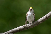 Veryl Witmer, Chestnut-sided Warbler, The Ramble, Central Park, New York, NY