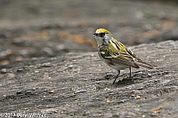 Veryl Witmer, Chestnut-sided Warbler, The Ramble, Central Park, New York, NY