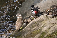 Veryl Witmer, Rose-breasted Grosbeak, The Ramble, Central Park, New York, NY