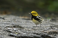 Veryl Witmer, Black-throated Green Warbler, The Ramble, Central Park, New York, NY