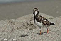 Florida, Jupiter Island, Ruddy Turnstone