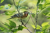 Veryl Witmer, Bay-breasted Warbler, Central Park New York, NY