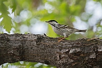 Veryl Witmer, Blackpoll Warbler,Central Park, New York, NY