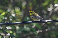 Veryl Witmer, Pine Warbler, Fire Island, Suffolk County, NY