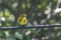 Veryl Witmer, Pine Warbler, Fire Island, Suffolk County, NY