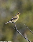 Veryl Witmer, American Goldfinch, Fire Island, Suffolk County, NY