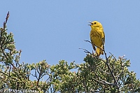 Veryl Witmer, Yellow Warbler, Fire Island National Seashore, Suffolk County, NY