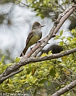 Veryl Witmer, Great Crested Flycatcher, Fire Island, Suffolk County, NY