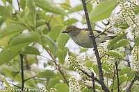 Veryl Witmer, White-eyed Vireo, Fire Island, Suffolk County, NY