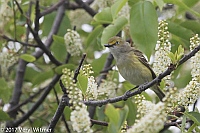 Veryl Witmer, White-eyed Vireo, Fire Island, Suffolk County, NY