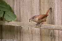 Veryl Witmer, Carolina Wren, Fire Island, Suffolk County, NY
