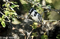 Kruger National Park, Mpumalanga, Pied Kingfisher, South Africa