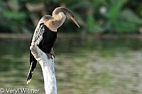 Anhinga, Florida, Wakodahatchee Wetlands